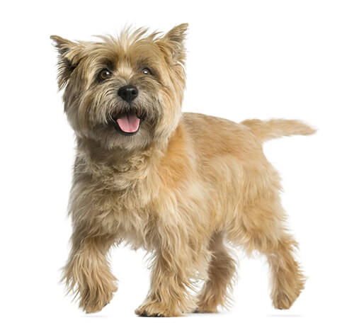 cairn-terrier-ra-as-de-c-o-purina